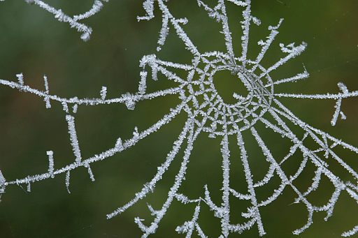 Bereiftes Spinnennetz (A)