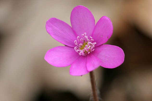 Leberblümchen