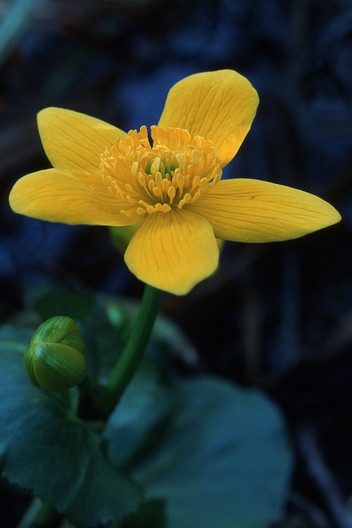 Sumpfdotterblume