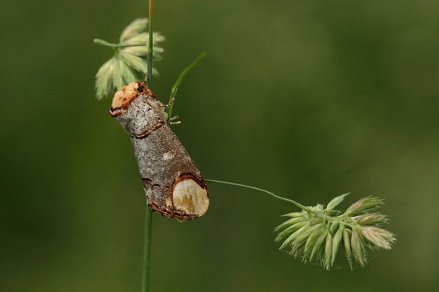 Mondvogel