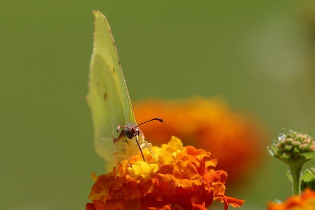 Zitronenfalter