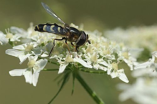 Schwebfliege