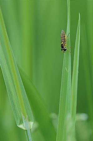 Schwebfliege