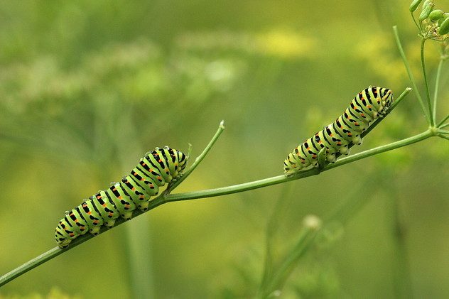 Schwalbenschwanz