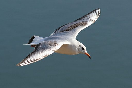 Lachmöwe