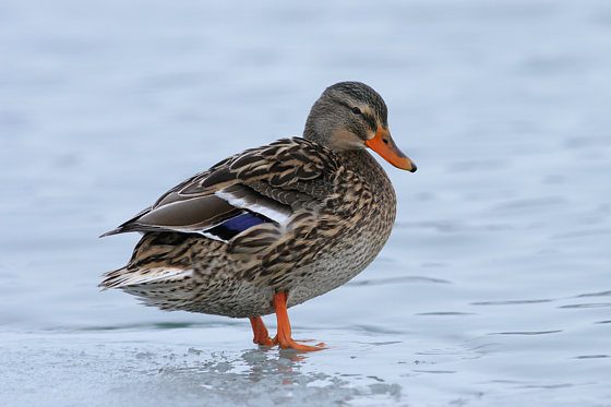 Stockente