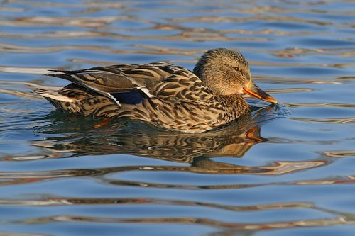 Stockente