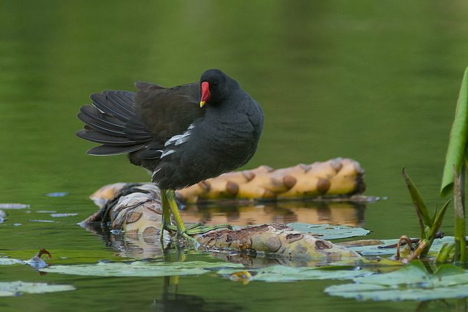 Teichhuhn / Teichralle