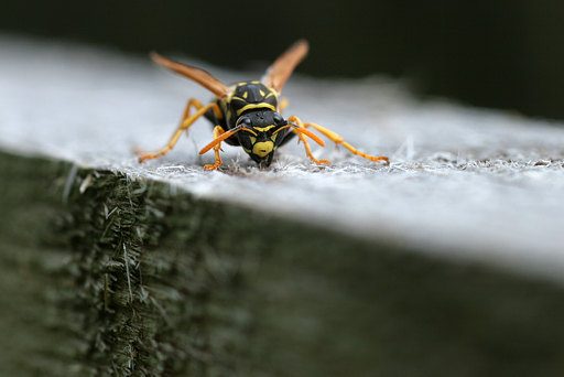 Französische Feldwespe