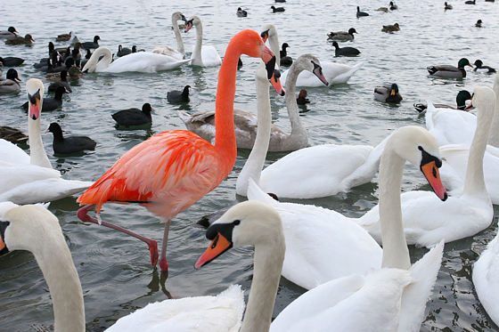 Chileflamingo x Kubaflamingo Hybrid