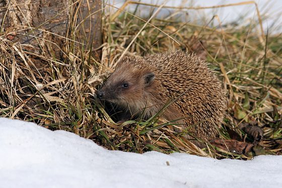 Braunbrustigel / Igel