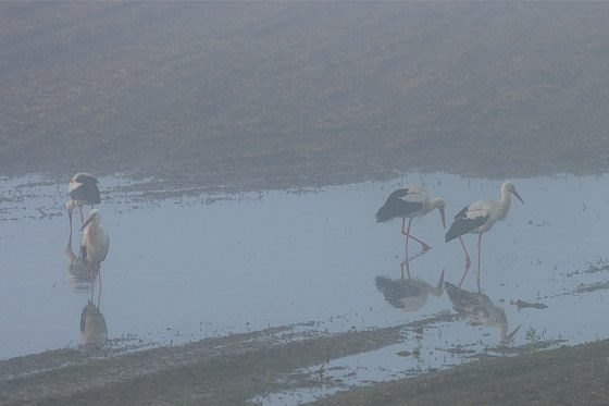 Weißstörche im Nebel