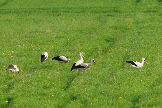 Weißstörche in einer Wiese