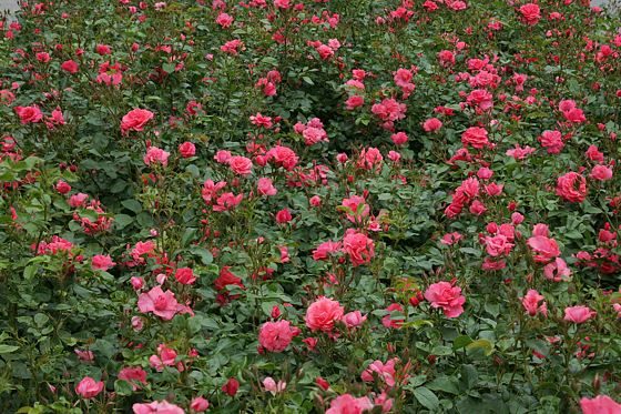 Rose Bad Birnbach