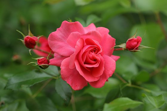 Rose Bad Birnbach