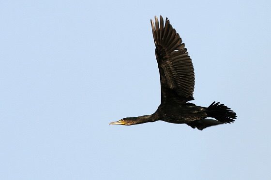 Kormoran