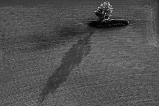 Ein Baum und sein Schatten im abgeernteten Feld.…