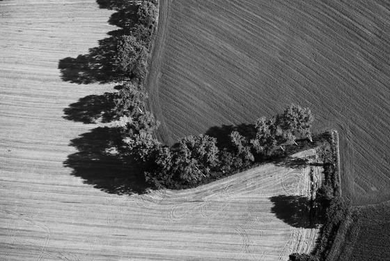 Bäume und ihre Schatten entlang von Feldern. (A)