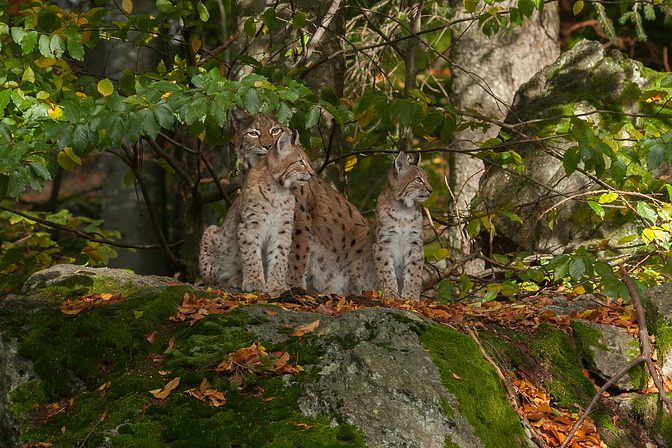 Luchs