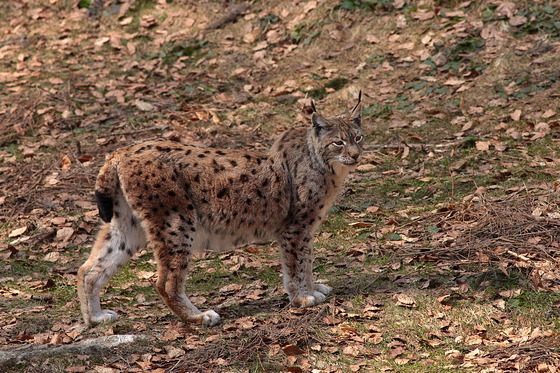 Luchs