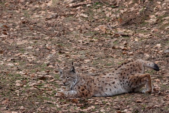 Luchs