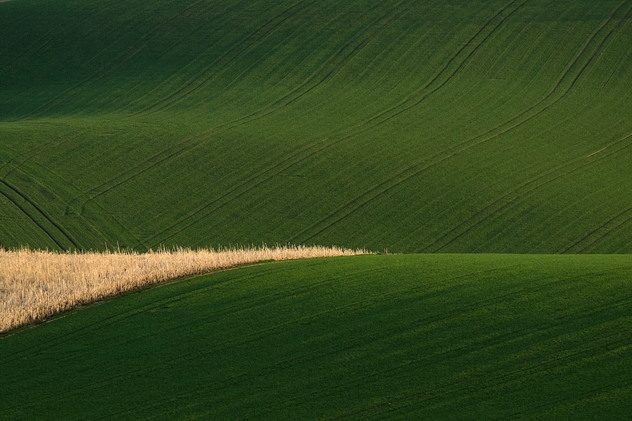 Frühlingsfelder