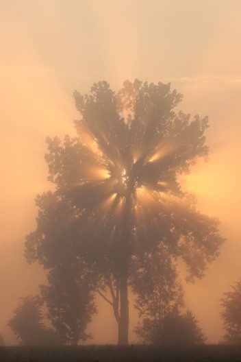 Morgennebel