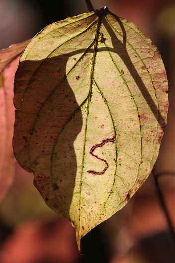 „S“