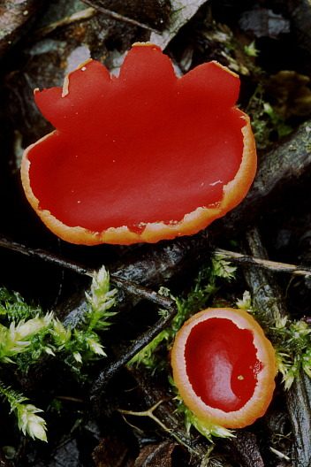 Zinnoberroter Prachtbecherling