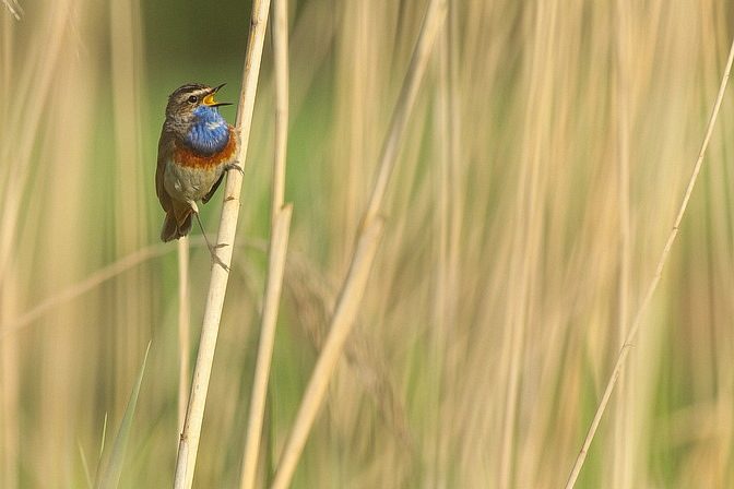 Weißsterniges Blaukehlchen