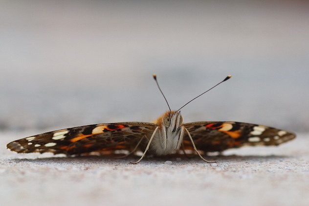 Distelfalter