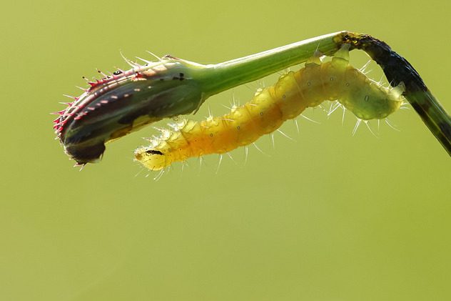 Raupe der Gammaeule