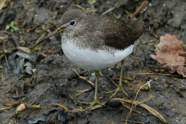 Waldwasserläufer
