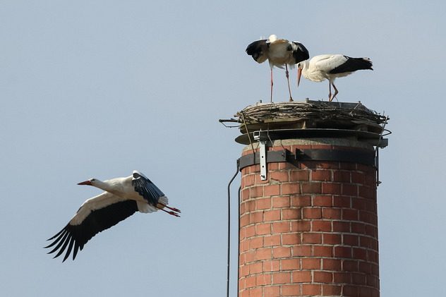 Weißstörche in Bad Birnbach