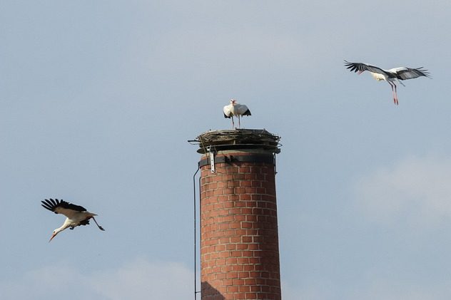 Weißstörche in Bad Birnbach