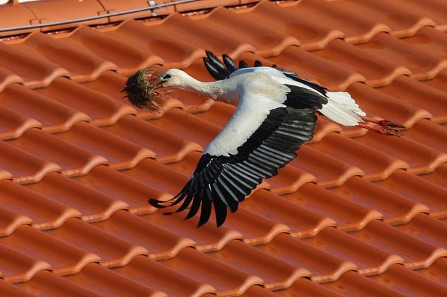 Weißstorch