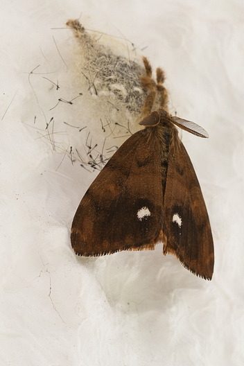 Schlehen-Bürstenspinner