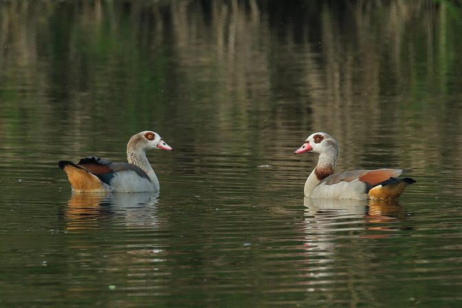 Nilgänse