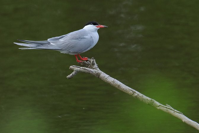 Flußseeschwalbe