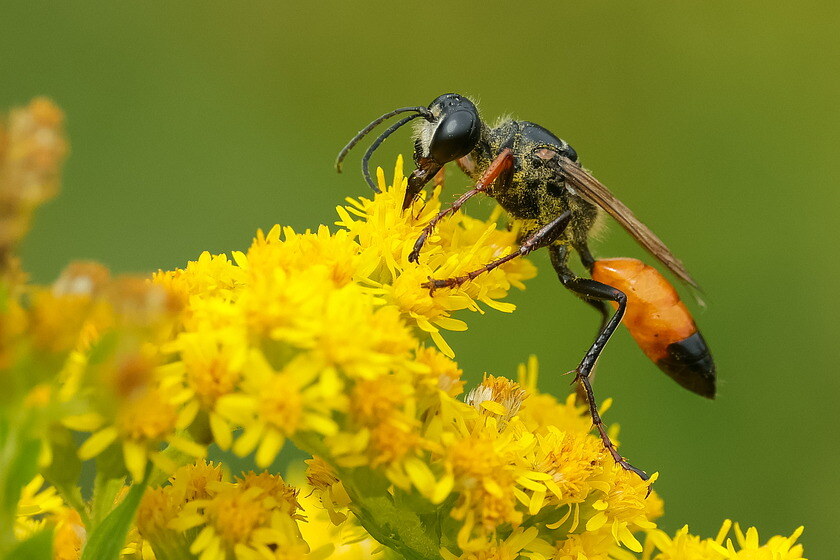 Heuschreckensandwespe